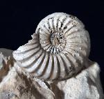 Pleuroceras solare (PHILLIPS 1829) - Bild © FossNet FossilienStore